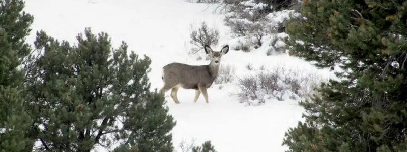 wildlife on Murdock Mtn